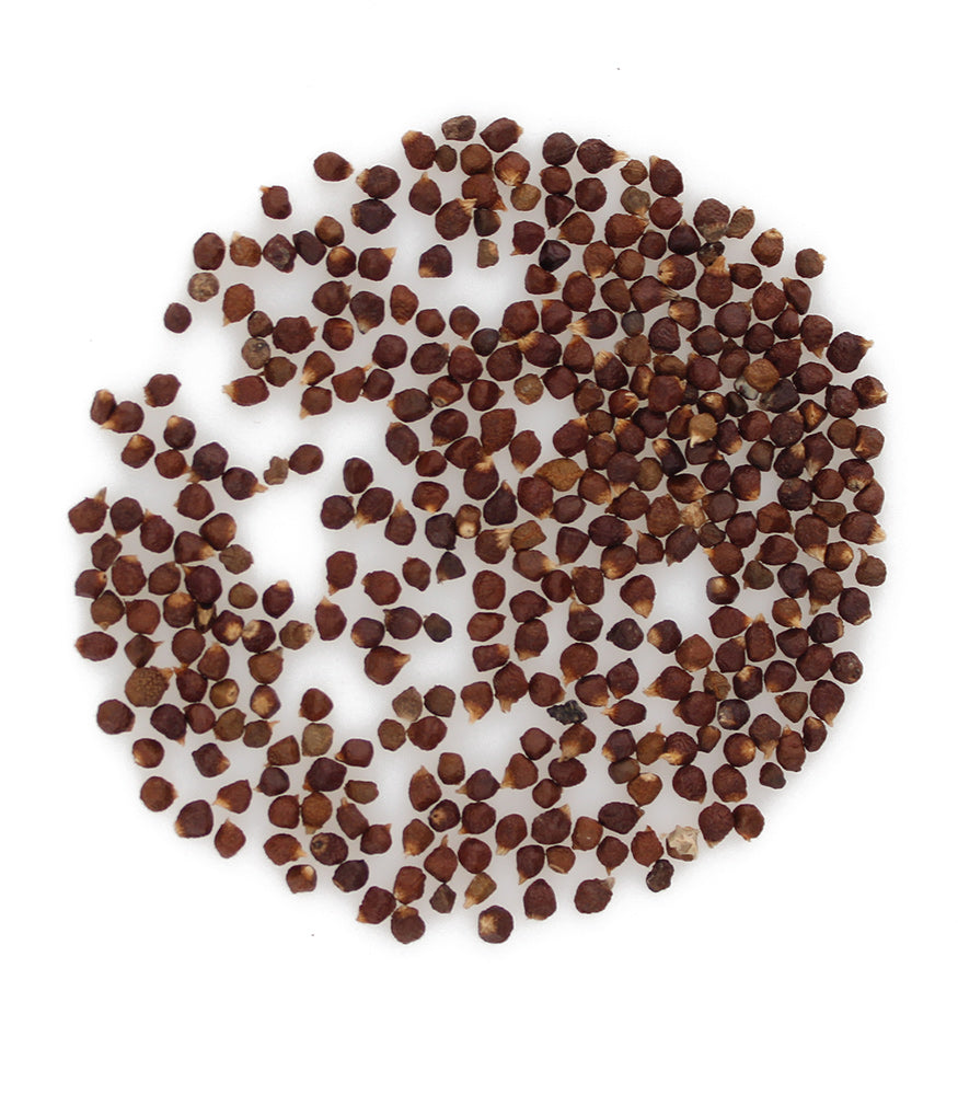 Poivre Maniguette entier - Grains de Paradis