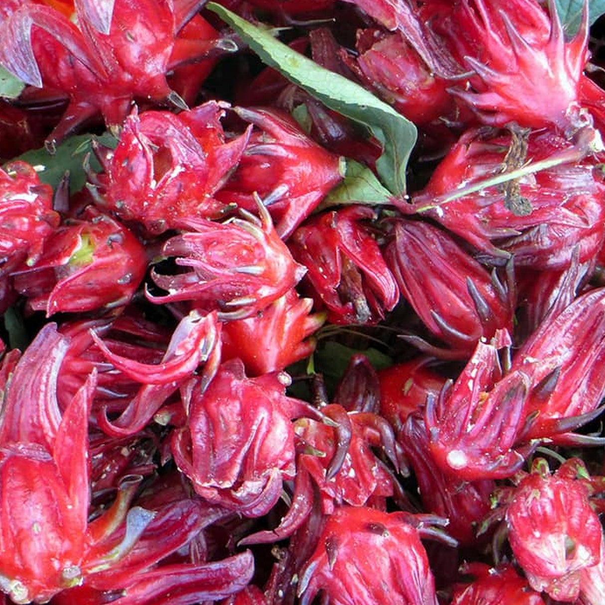 Fleurs d'hibiscus séchées