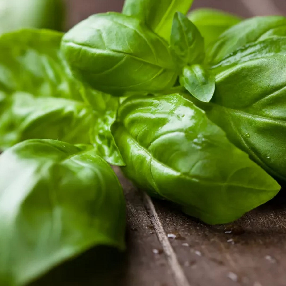 Basilic séché